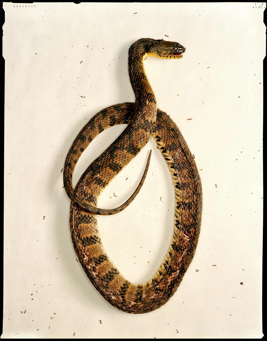 Snake - Driftwood, TX