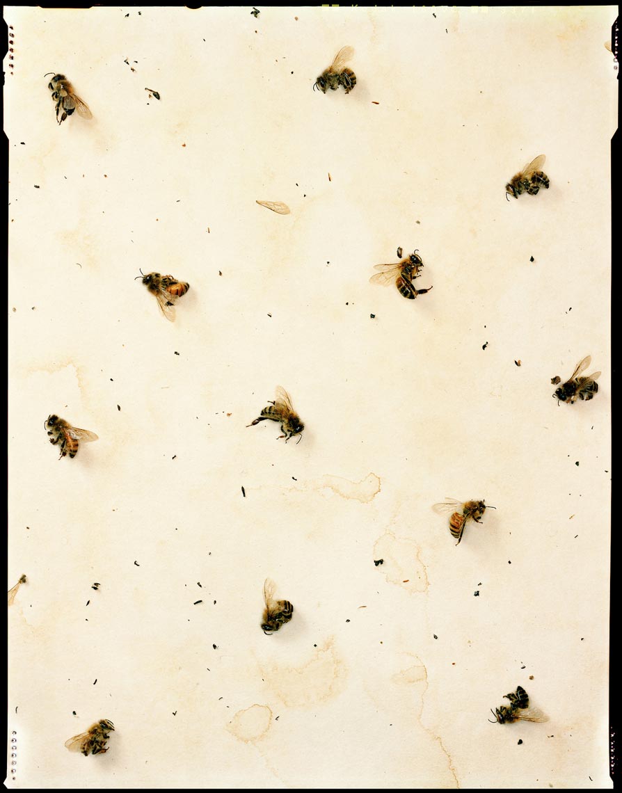 Dead Bees - Sacramento, CA - On Earth Magazine