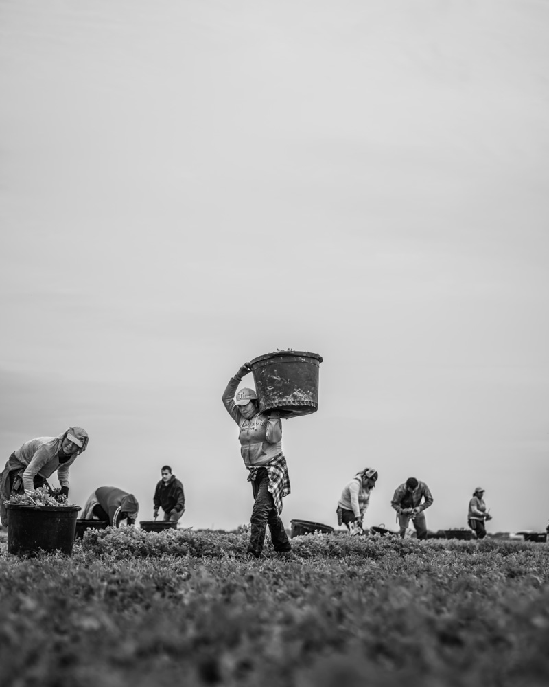 Winters_Fortune_One_Field_7535
