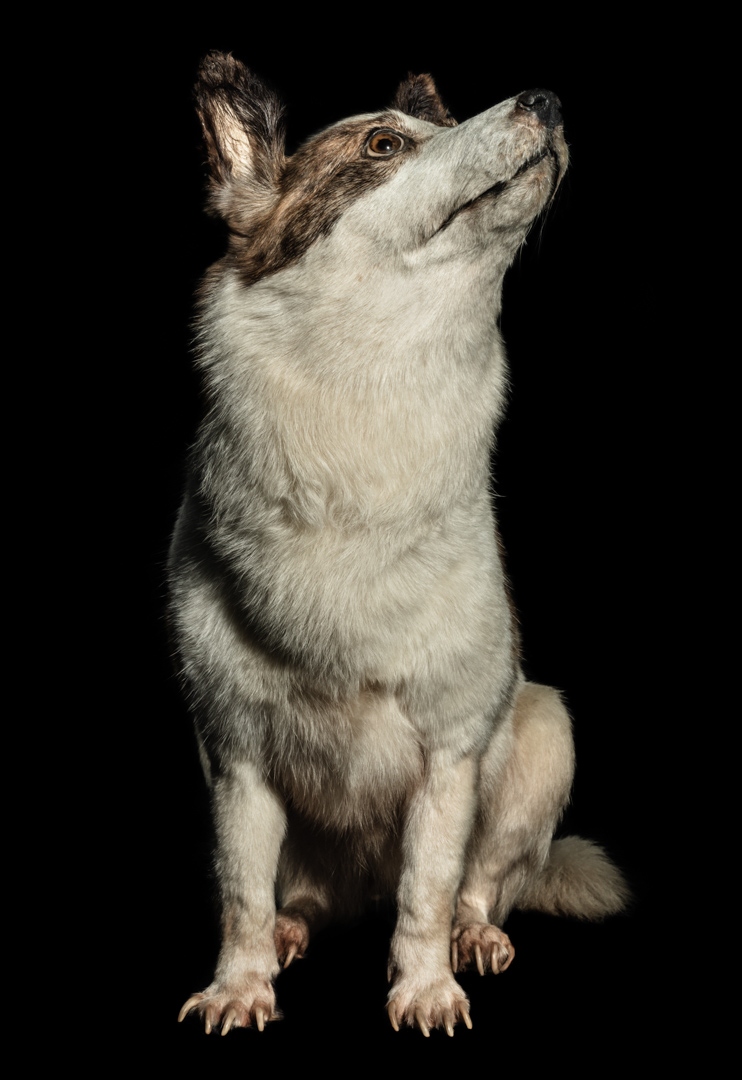Winters_Nat_Geo_Russia_Space_Dog_Strelka_4586